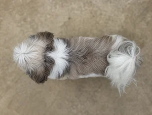 Shih Tzu — top