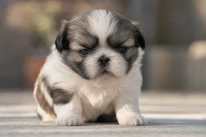Shih Tzu — young puppy (~1 mo)