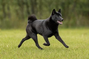 Shikoku — running