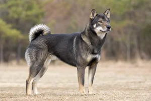 Shikoku — adult
