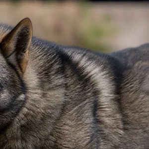 Shikoku — coat texture