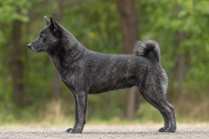 Shikoku — black sesame coat