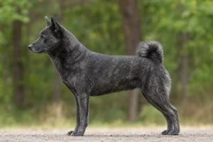 Shikoku — black sesame coat