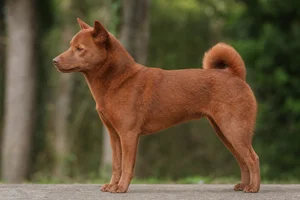 Shikoku — red coat