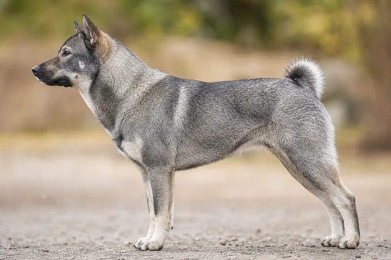 Shikoku — sesame coat