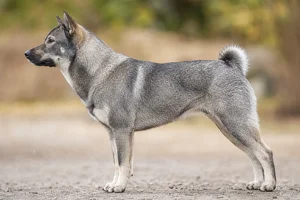 Shikoku — sesame coat