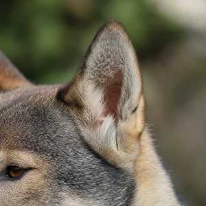 Shikoku — ears