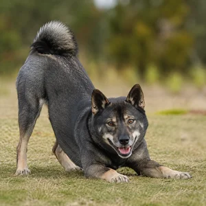 Shikoku — playful