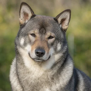 Shikoku — relaxed