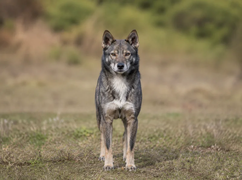 Shikoku — front