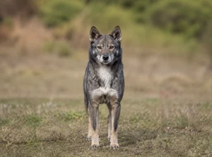 Shikoku — front
