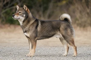 Shikoku dog