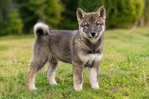 Shikoku — puppy (~4 mo)