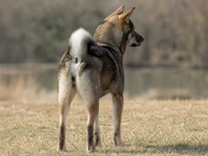 Shikoku — rear