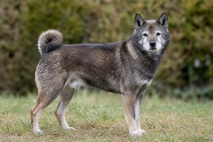 Shikoku — senior