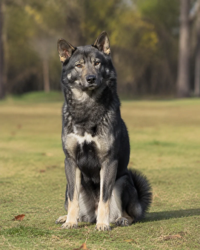 Shikoku — sitting