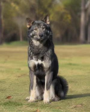 Shikoku — sitting