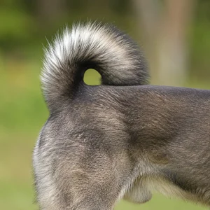 Shikoku — tail