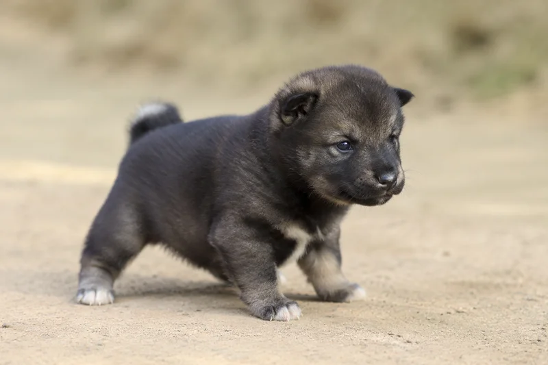 Shikoku — young puppy (~1 mo)