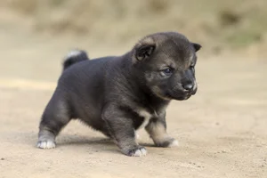 Shikoku — young puppy (~1 mo)