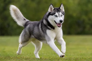 Siberian Husky — running
