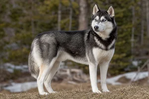 Siberian Husky — adult