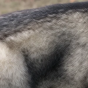 Siberian Husky — coat texture