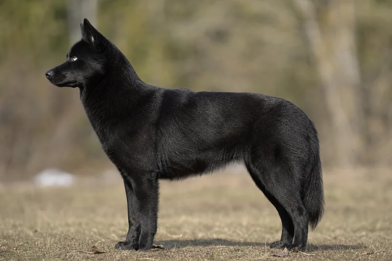 Siberian Husky — black coat