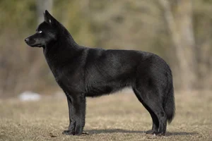 Siberian Husky — black coat