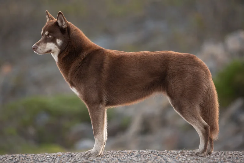 Siberian Husky — brown coat