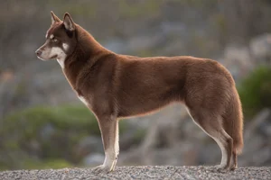 Siberian Husky — brown coat
