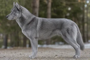 Siberian Husky — gray coat