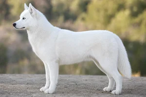 Siberian Husky — white coat