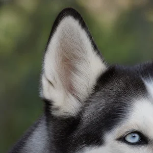 Siberian Husky — ears