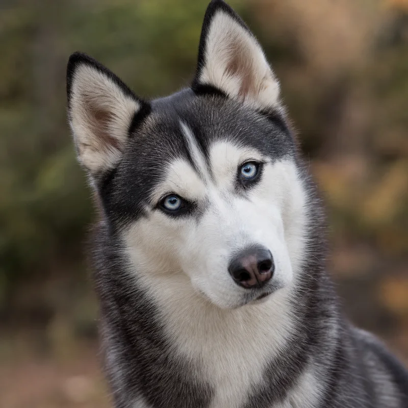 Siberian Husky — alert