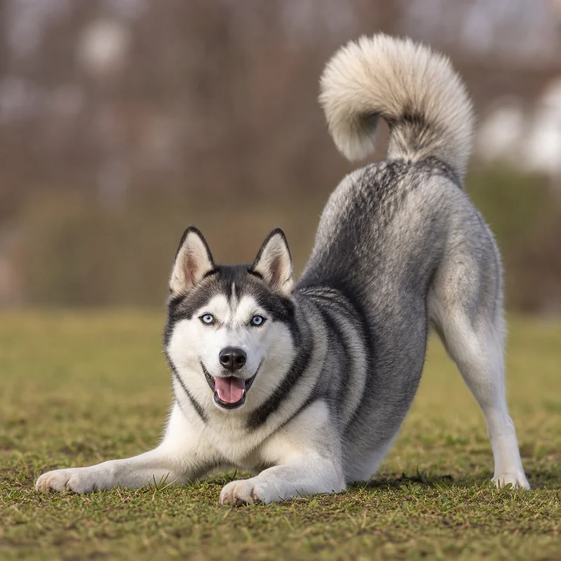 Siberian Husky — playful
