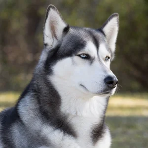 Siberian Husky — relaxed