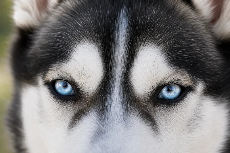 Siberian Husky — eyes