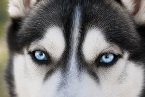 Siberian Husky — eyes