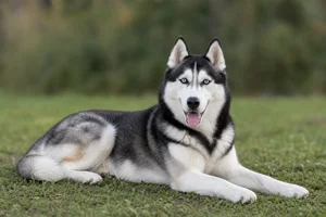 Siberian Husky — lying down