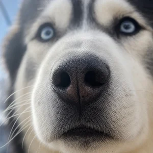 Siberian Husky — nose
