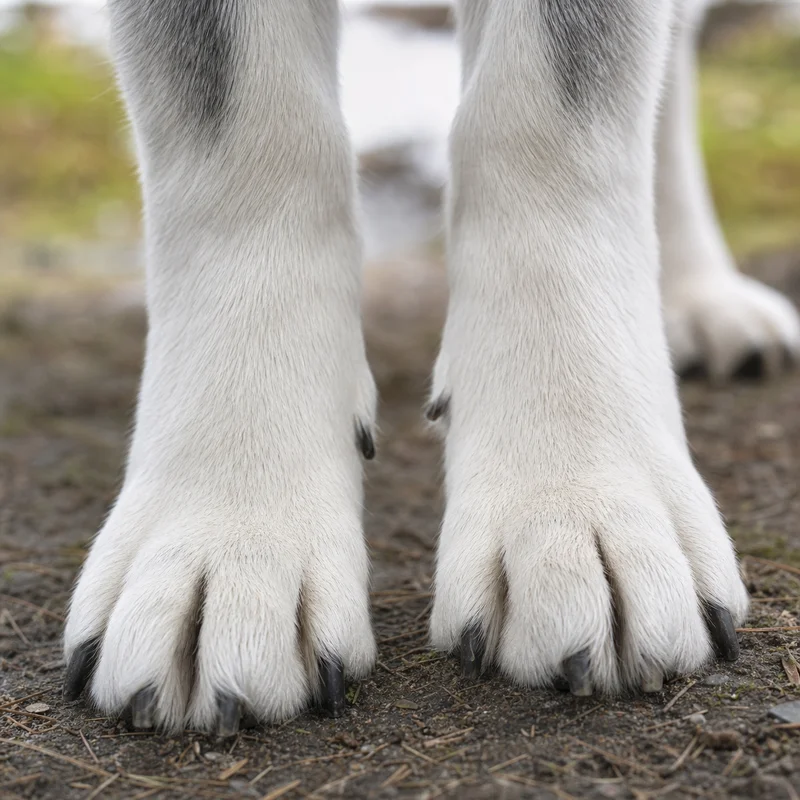 Siberian Husky — paws