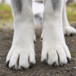 Siberian Husky — paws