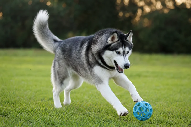 Siberian Husky — playing