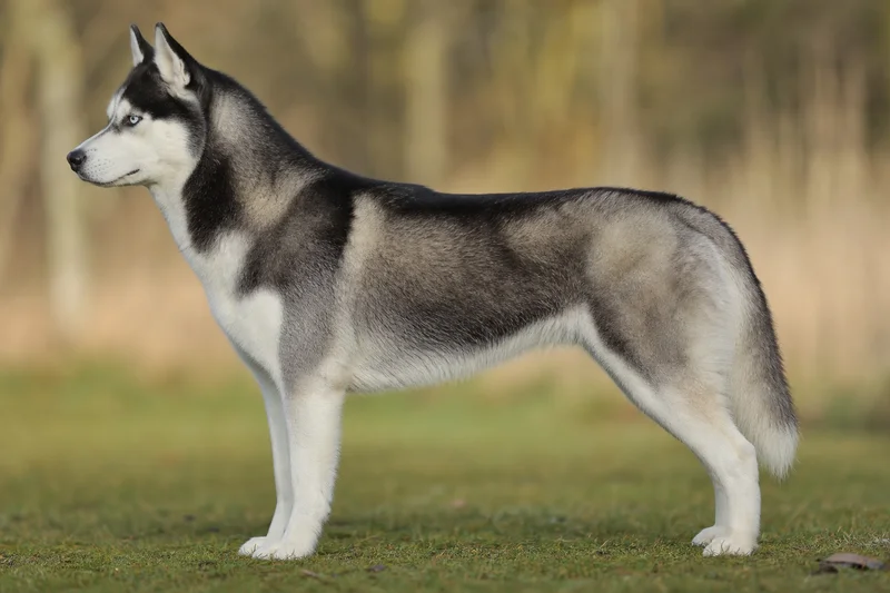 Siberian Husky — side
