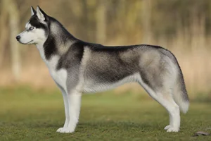 Siberian Husky dog