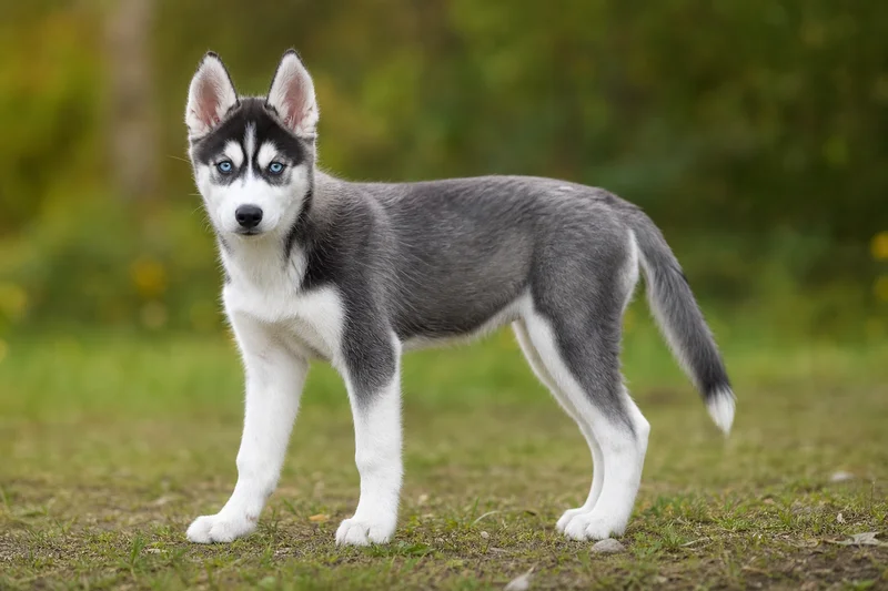 Siberian Husky — puppy (~4 mo)