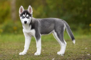 Siberian Husky — puppy (~4 mo)