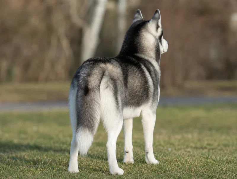 Siberian Husky — rear