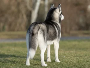Siberian Husky — rear
